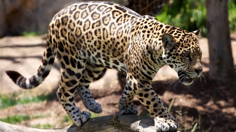 Безоружный житель Индии убил леопарда для спасения жены и дочери - Новости