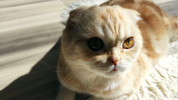 Россияне выбрали самую любимую породу кошек