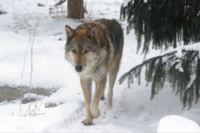 В Ленинградском зоопарке умерла 14-летняя волчица Тень