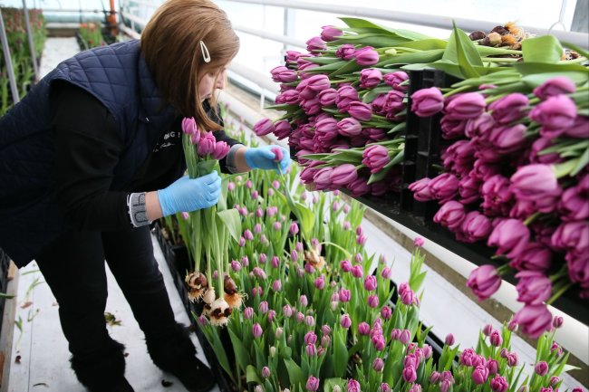 К 8 марта московские теплицы вырастили 5 миллионов тюльпанов