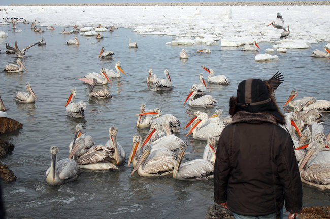 В Дагестане выяснили причину массовой гибели краснокнижных пеликанов