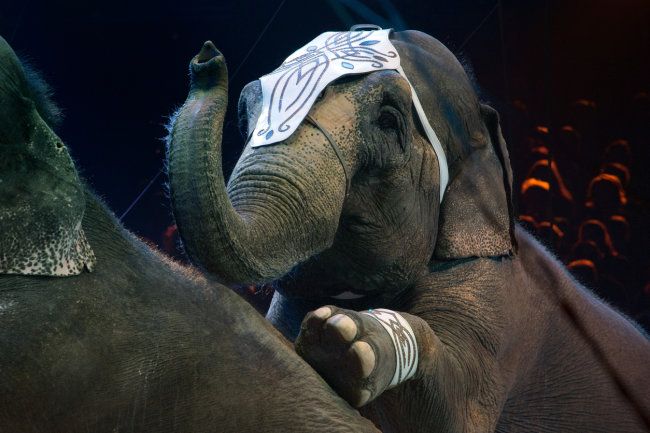 Слоних, подравшихся в казанском цирке, отправили на пенсию в Крым