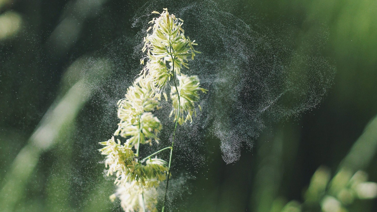 Пульмонолог объяснил, как защититься от аллергии на растения при помощи маски