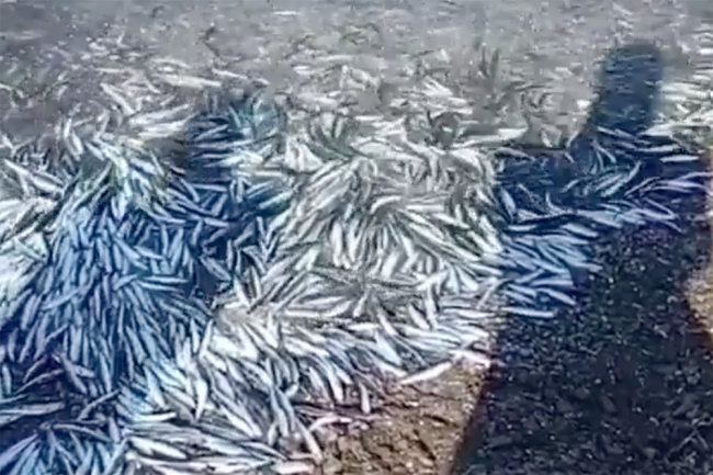 На берег Владивостока выбросилась тропическая рыба