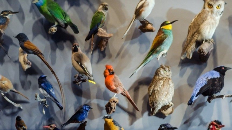 Какие птицы соответствуют разным знакам зодиака?