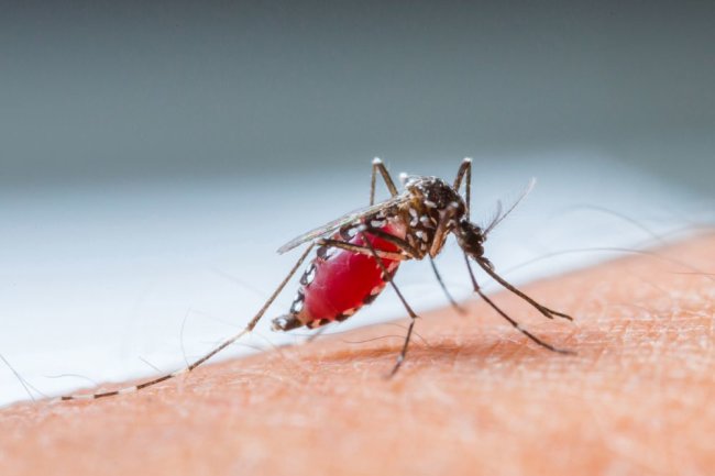 В Пскове у пациента диагностировали малярийную инфекцию