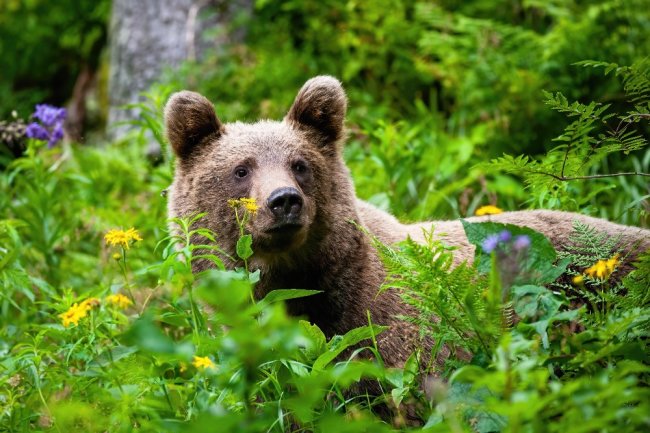 В приморском заповеднике медведь разгромил четыре гостевых домика