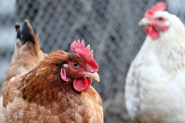 В Тюменской области из-за птичьего гриппа уничтожают куриц