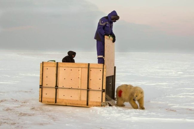 Белые медведи в Арктике голодают из-за быстрого таяния льдов