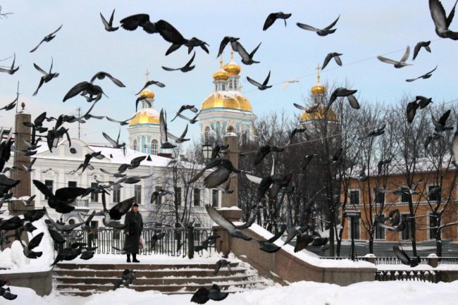 Почему в блокадном Ленинграде не было птиц