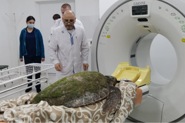 В Анапе сделали компьютерную томографию 100-килограммовой черепахе