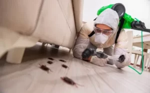 Как подготовить квартиру к дезинсекции от тараканов