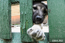 Волонтеров шокировал пермский приют для собак. «Мы побывали в аду». Фото