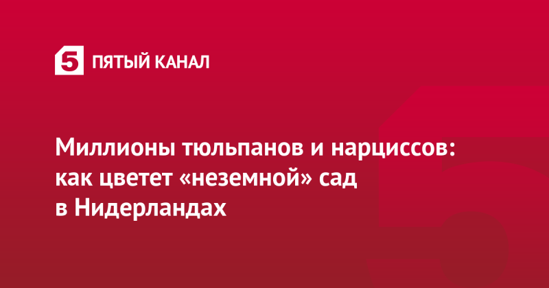 Миллионы тюльпанов и нарциссов: как цветет «неземной» сад в Нидерландах