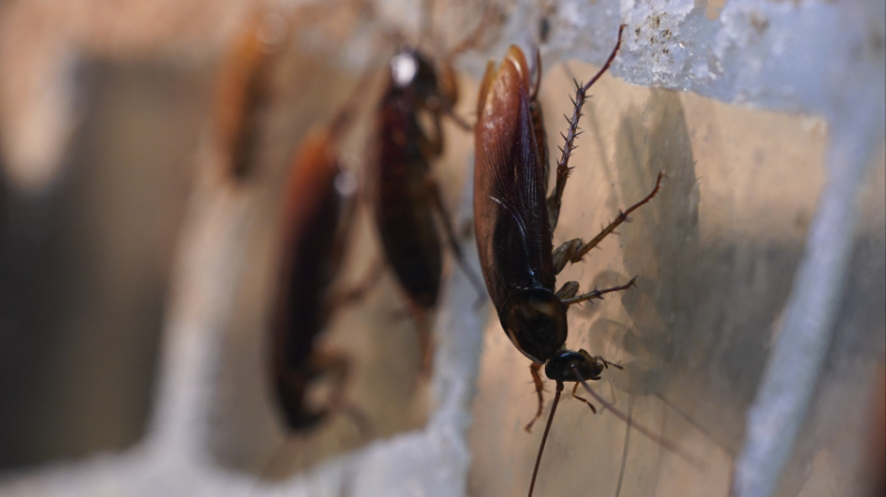 Нежеланные гости: как предотвратить появление тараканов в квартире