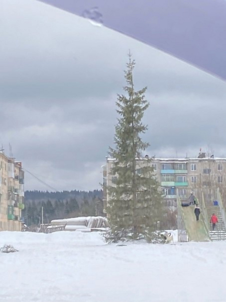 Новогодние елки вызвали протесты в Пермском крае. Фоторепортаж